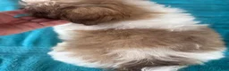 Shih Tzu dogs for sale: Shih Tzu 1 - Ad 5