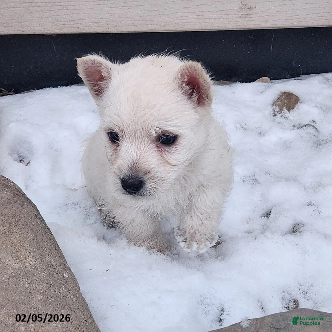 West Highland Terrier dogs for sale: Sophie - Ad 2