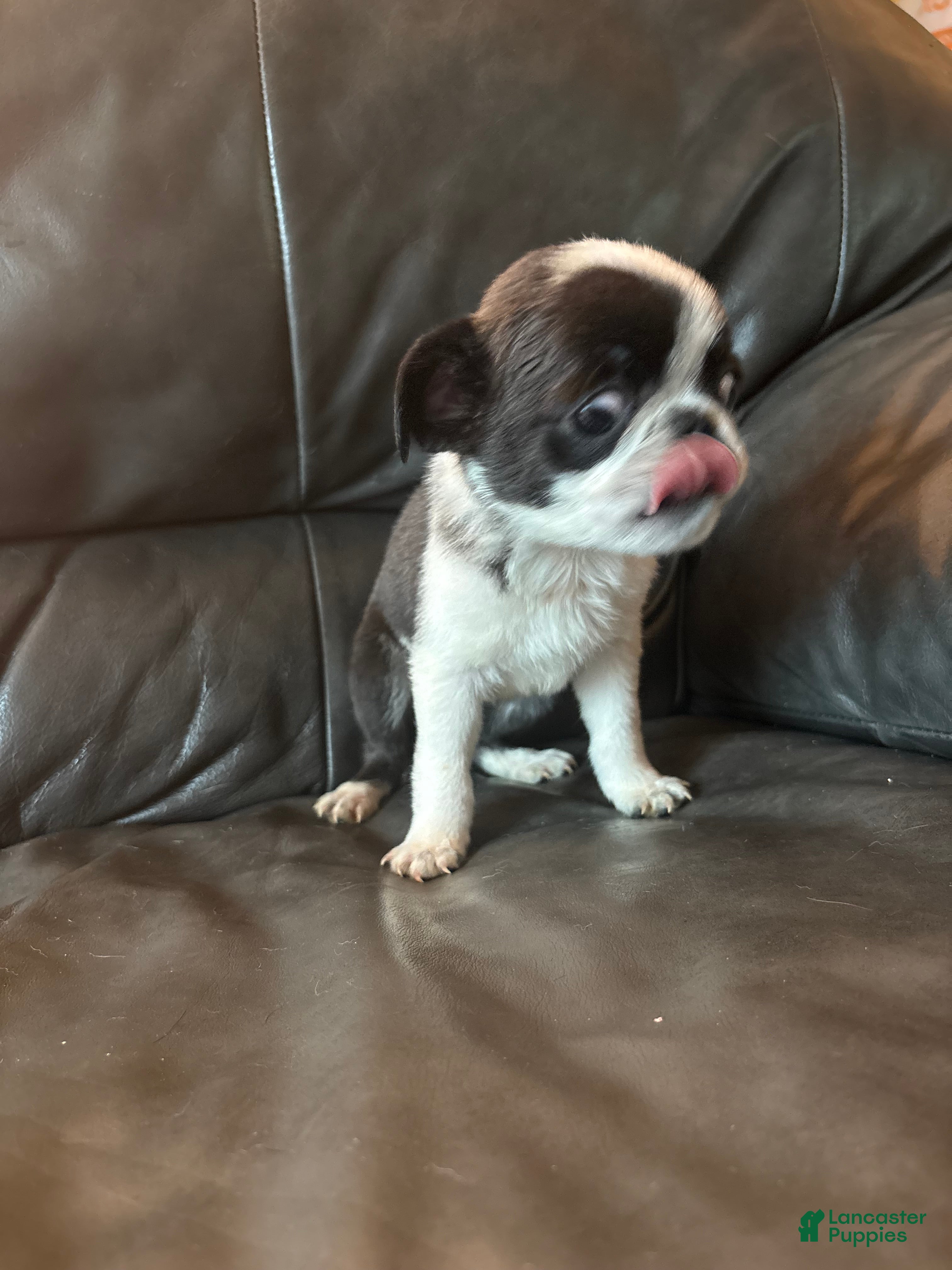 Pug dogs for sale: Otis  - Ad 2