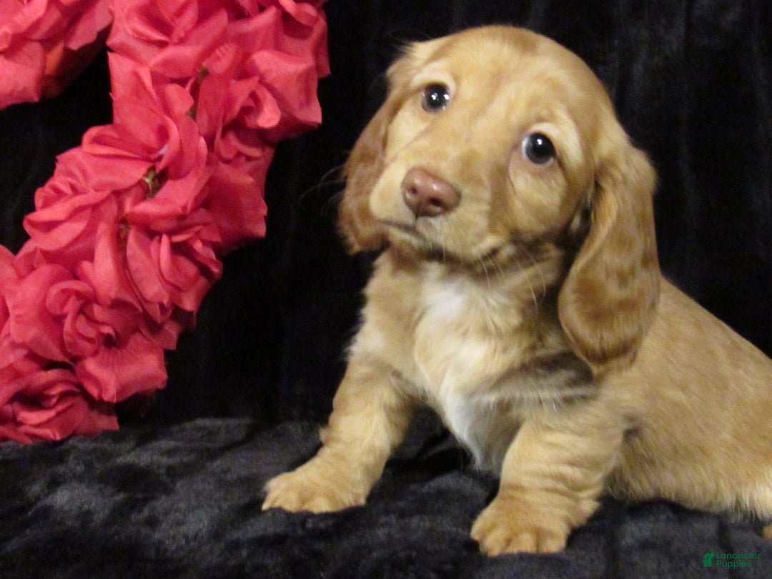 Miniature Dachshund dogs for sale: Missy - Ad 2