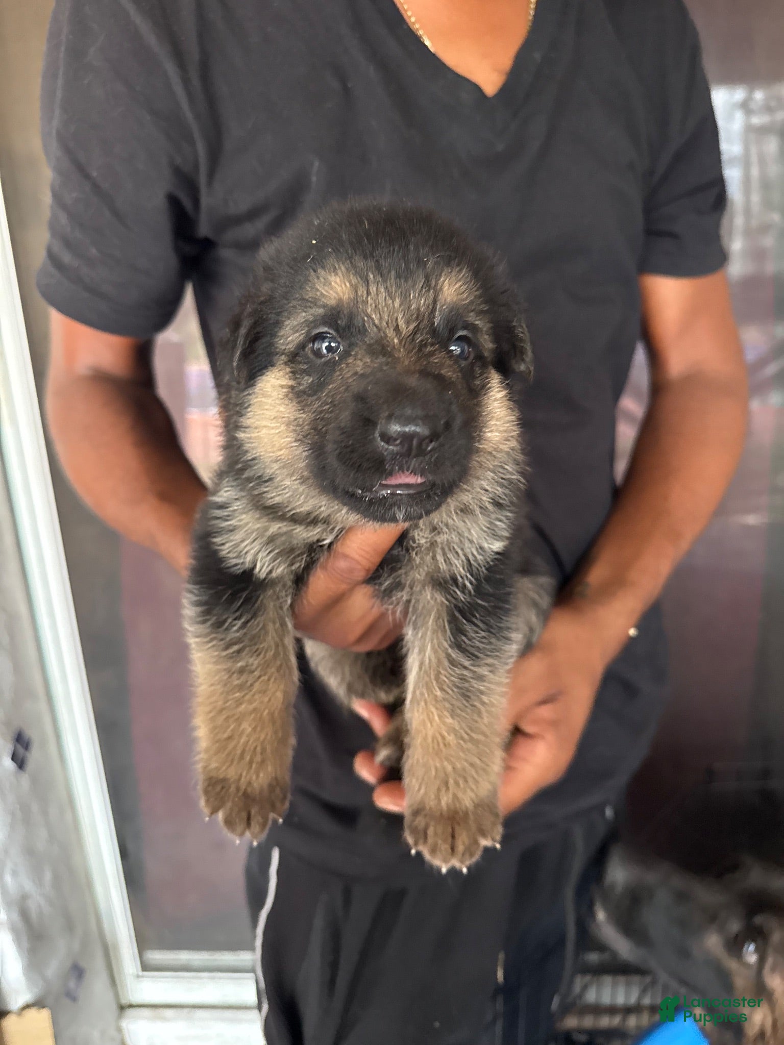 German Shepherd dogs German Shepherd 6 - Ad 30