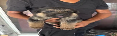 German Shepherd 6