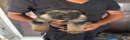 German Shepherd dogs for sale: German Shepherd 6 - Ad 1