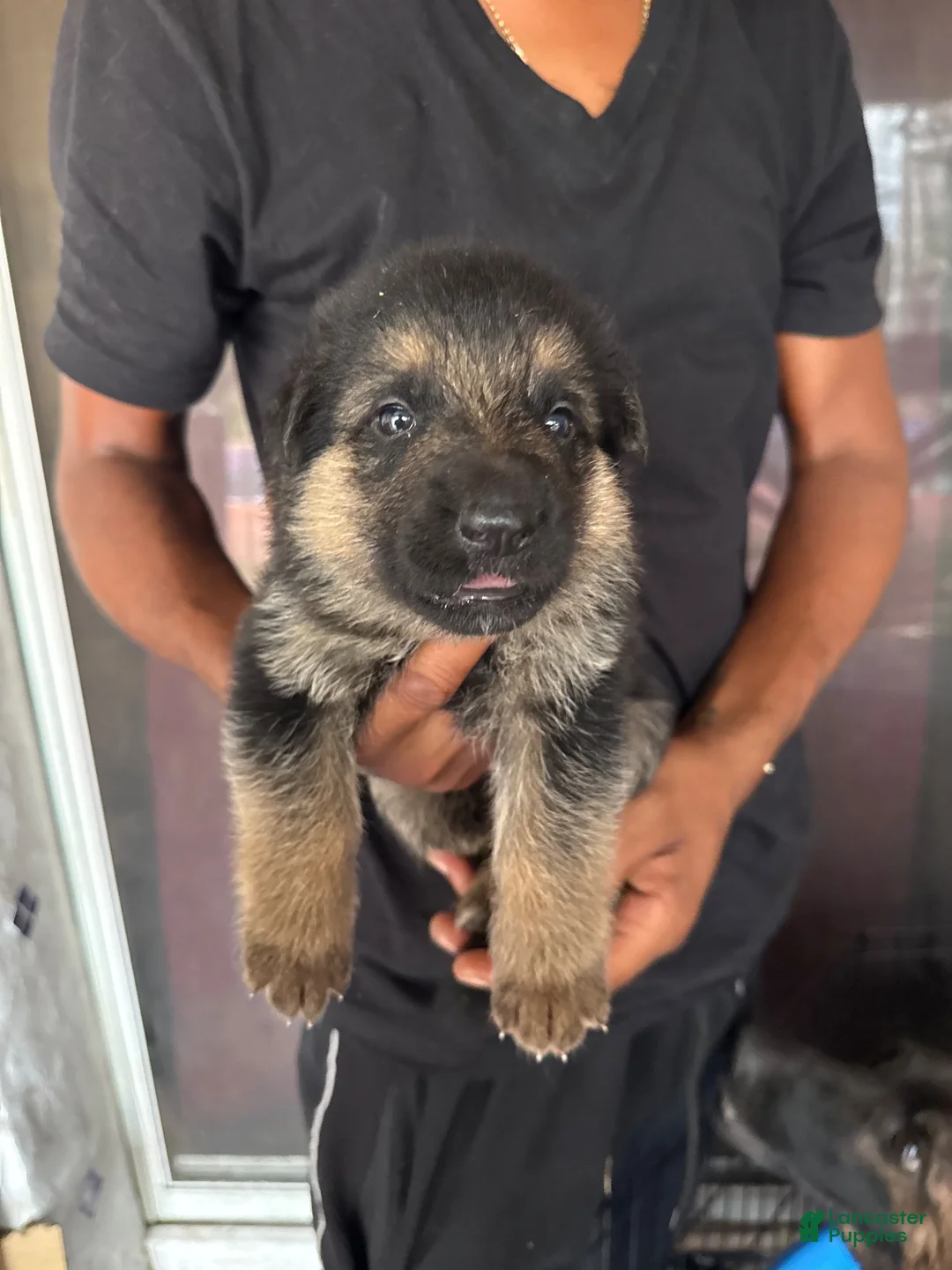 German Shepherd dogs for sale: German Shepherd 6 - Ad 1