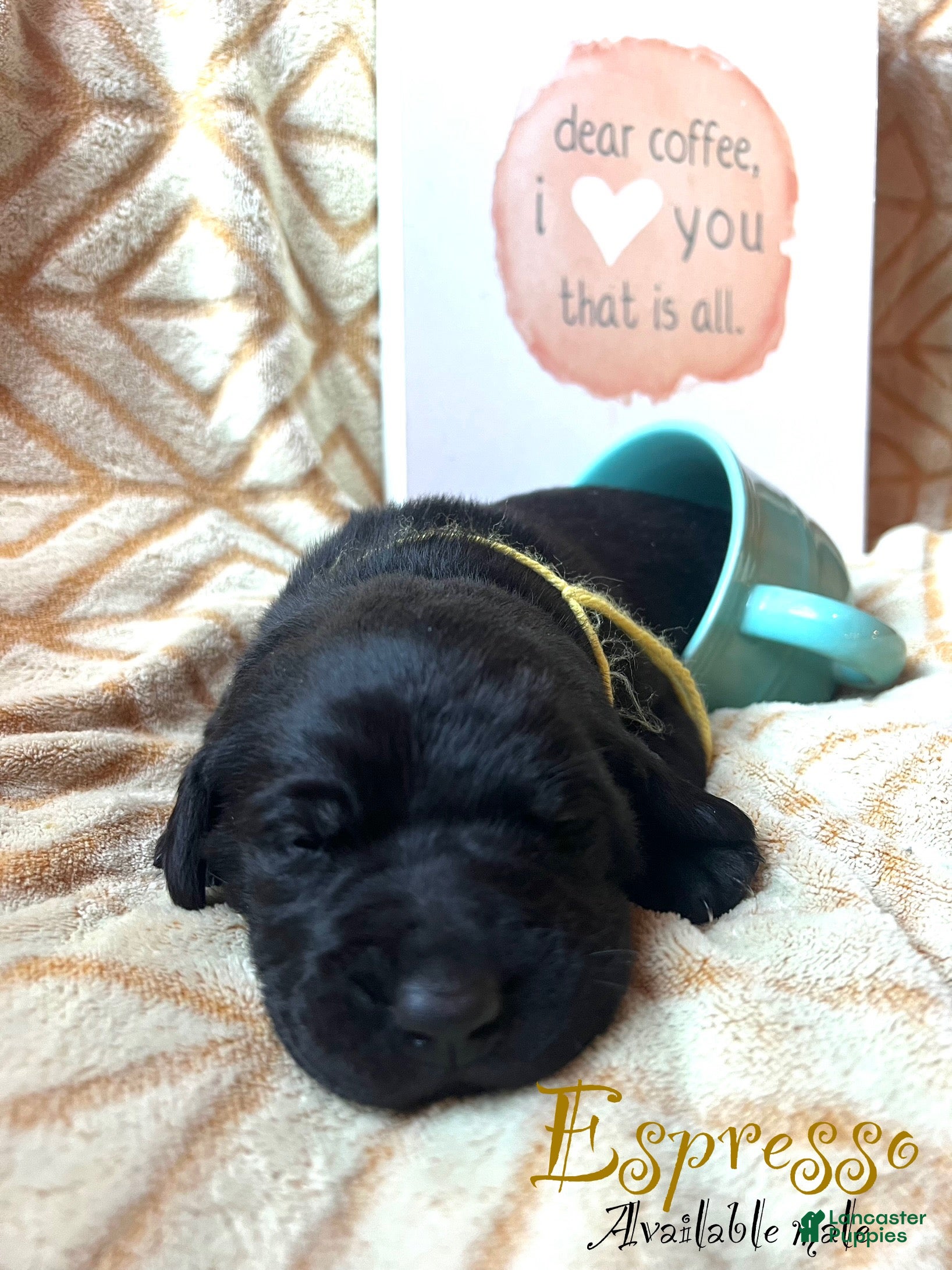 Labrador Retriever dogs Espresso  - Ad 16