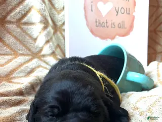 Labrador Retriever dogs Espresso - Ad 16