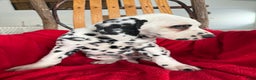 Dalmatian dogs for sale: Tommy - Ad 8