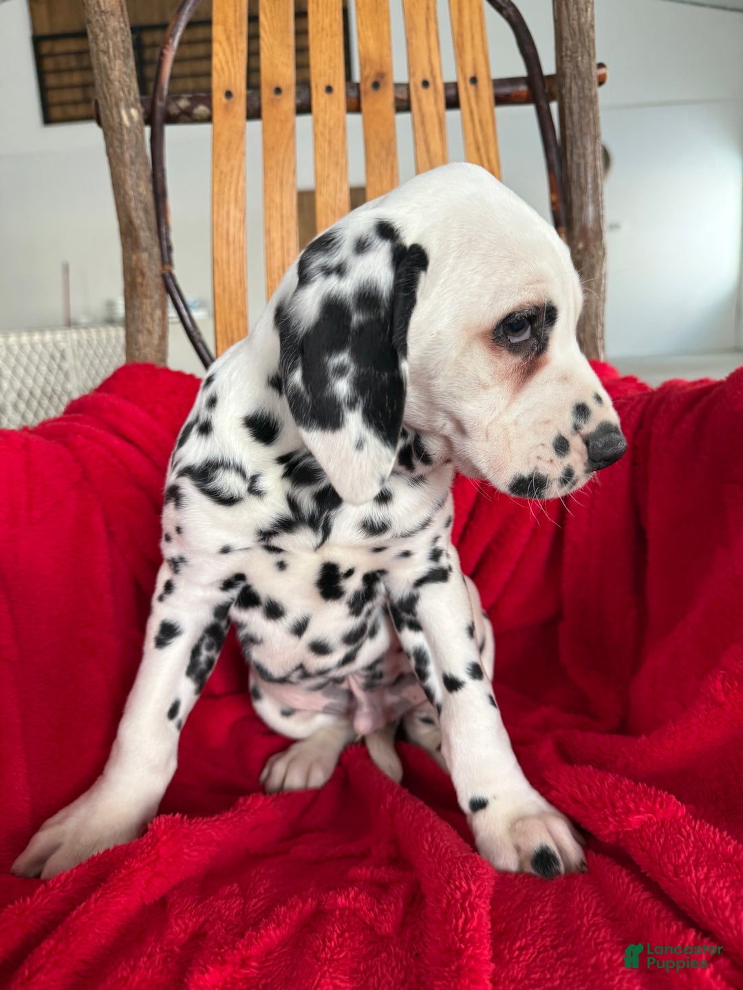 Dalmatian dogs for sale: Tommy - Ad 8