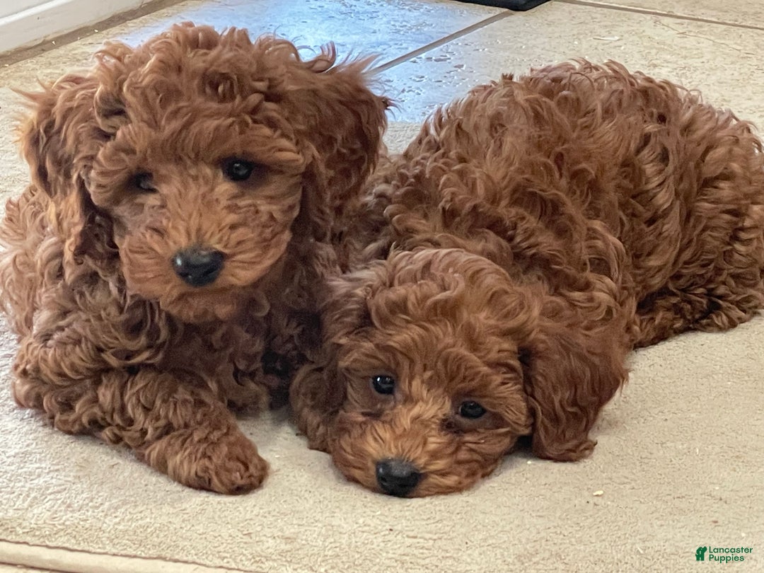 Toy Poodle dogs for sale: Toy Poodle Puppy 4 - Ad 4