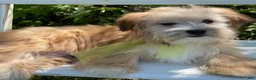 Morkie dogs for sale: Nemo - Ad 6