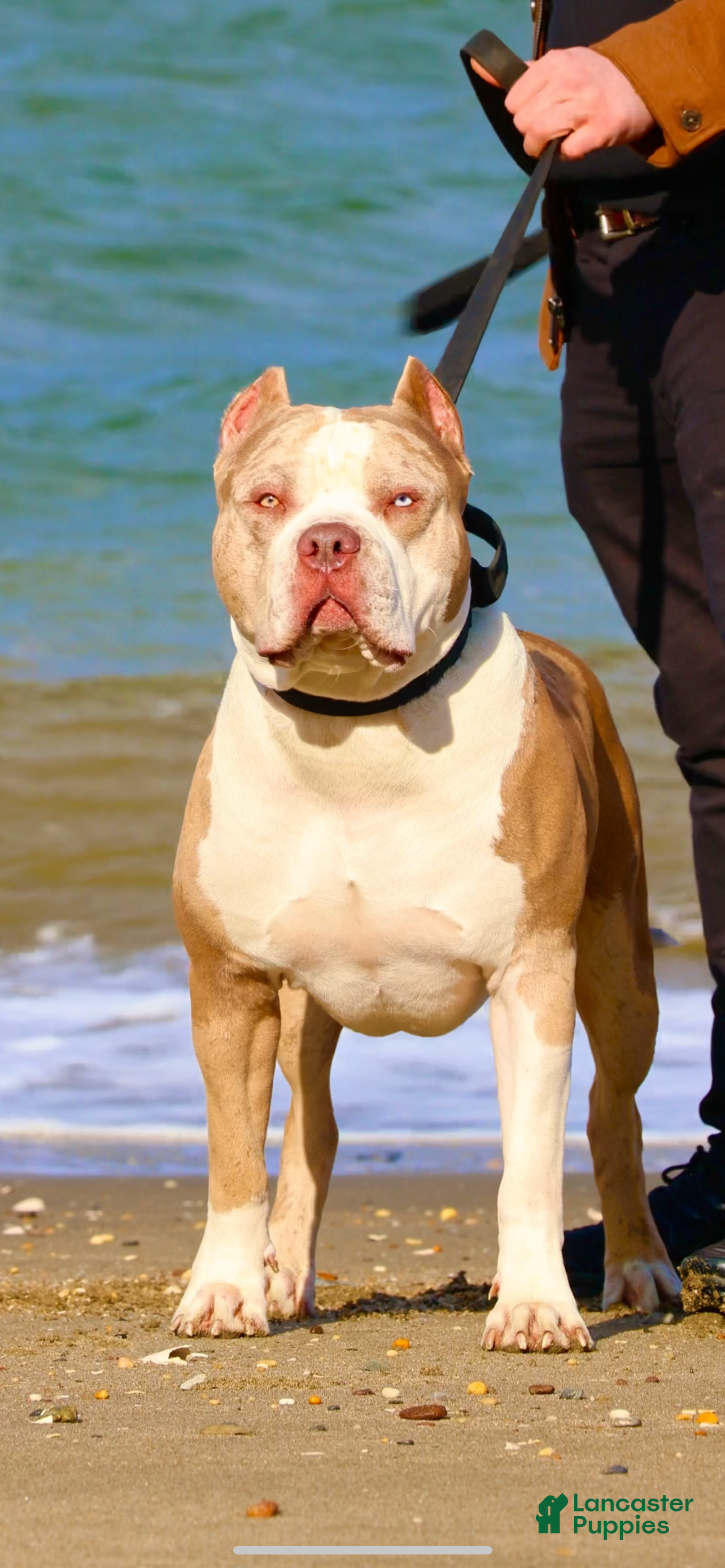 American Bully dogs NAIROBI The XL Bully - Ad 12