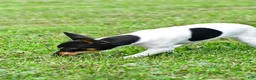 Toy Fox Terrier dogs for sale: Dakota - Ad 6