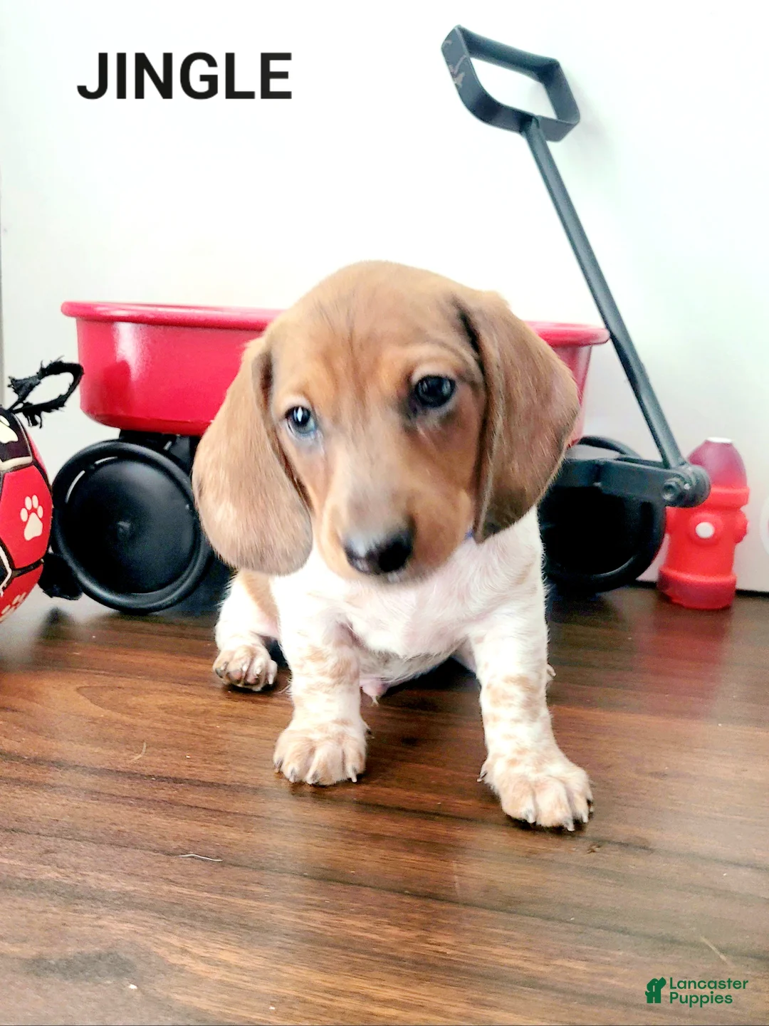 Miniature Dachshund dogs for sale: Jingle Miniature Dachshund Puppy 1 - Ad 3