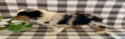 Australian Shepherd dogs for sale: Suzy - Ad 4