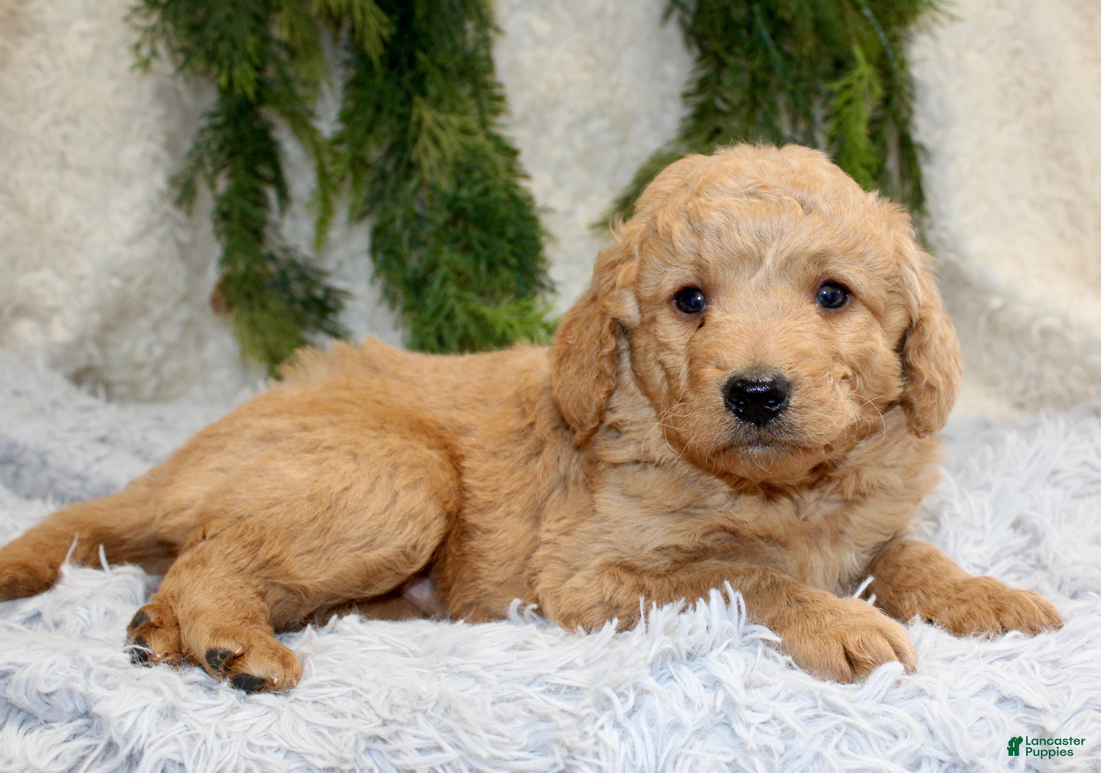 Mini Goldendoodle dogs Mini Goldendoodle Puppy 3 - Ad 13