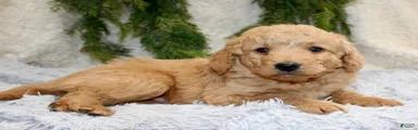 Mini Goldendoodle Puppy 3