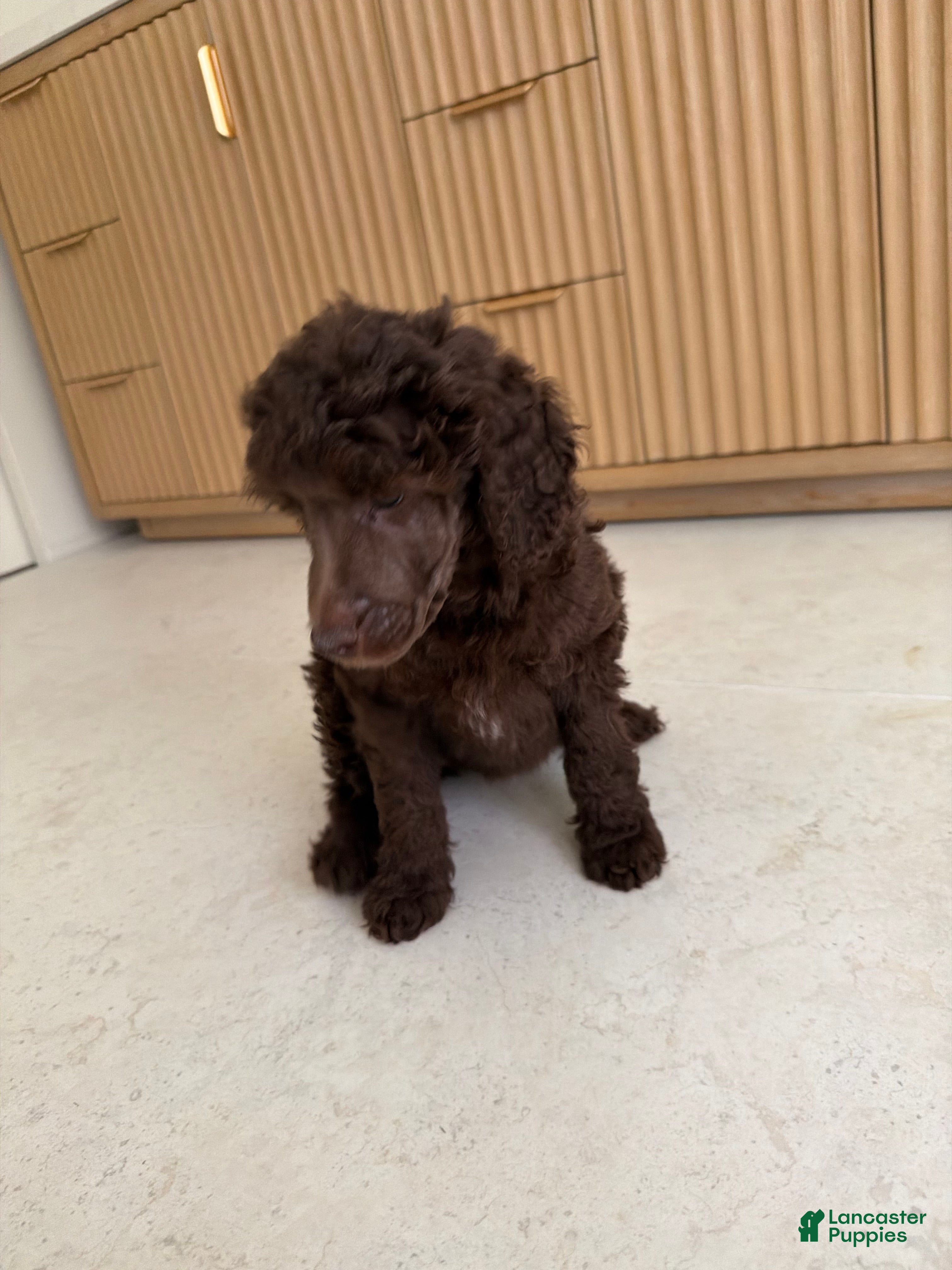 Standard Poodle dogs Bluejay - Ad 1