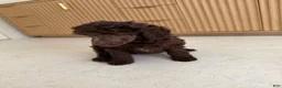 Standard Poodle dogs for sale: Bluejay - Ad 1
