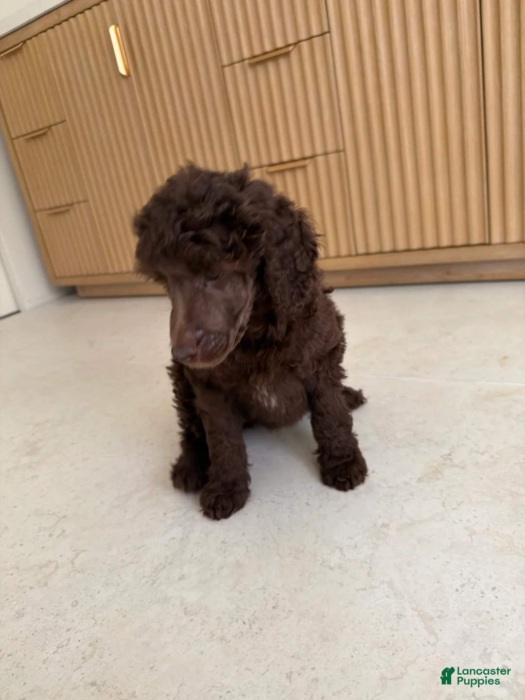 Standard Poodle dogs for sale: Bluejay - Ad 1