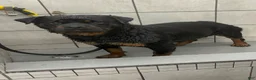 Rottweiler dogs for sale: Rottweiler Puppy 3 - Ad 11