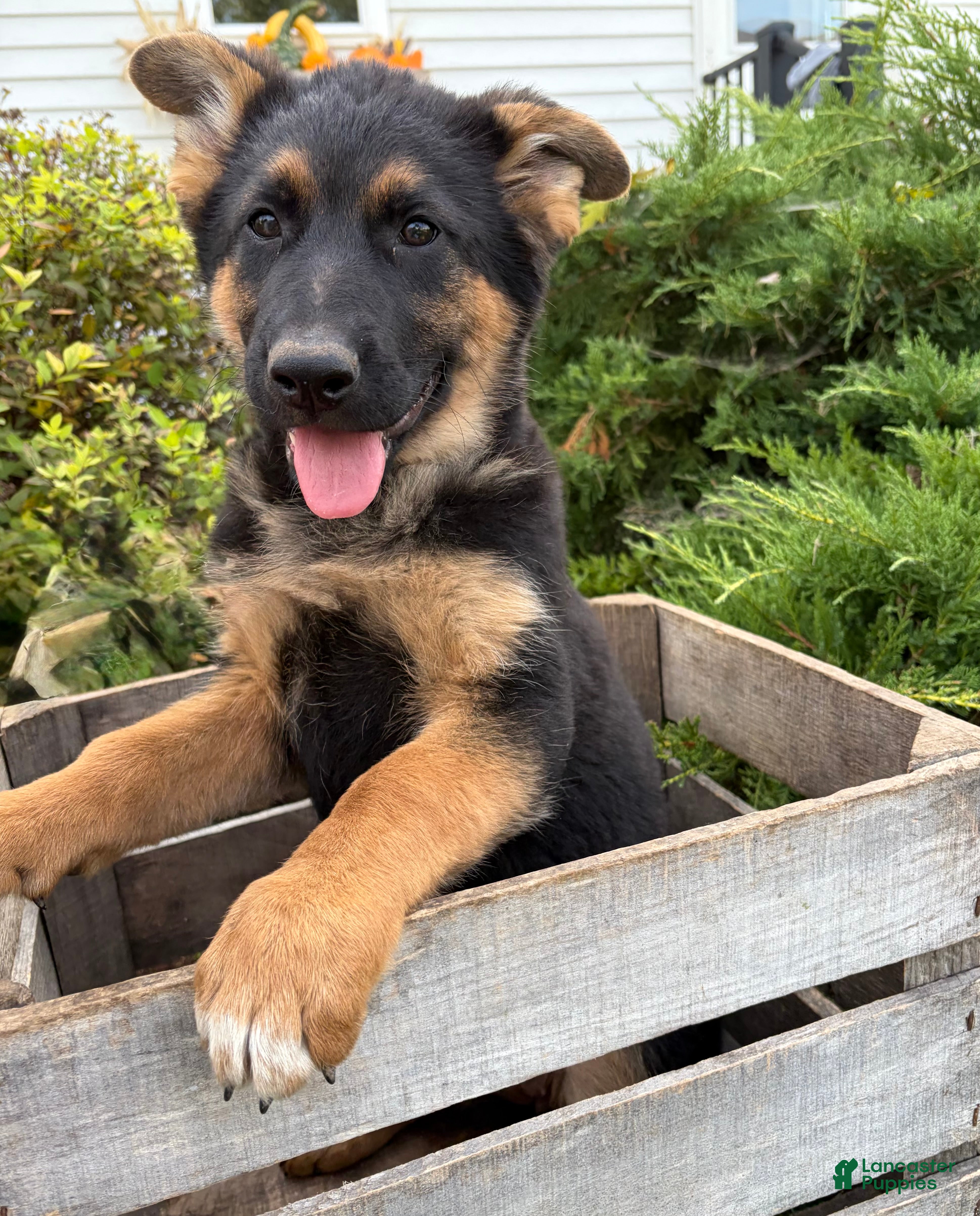 German Shepherd dogs for sale: Demi - Ad 1