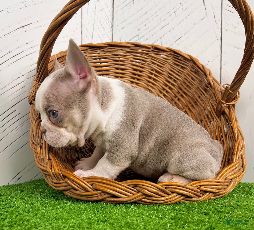 French Bulldog dogs for sale: Buddy - Ad 2