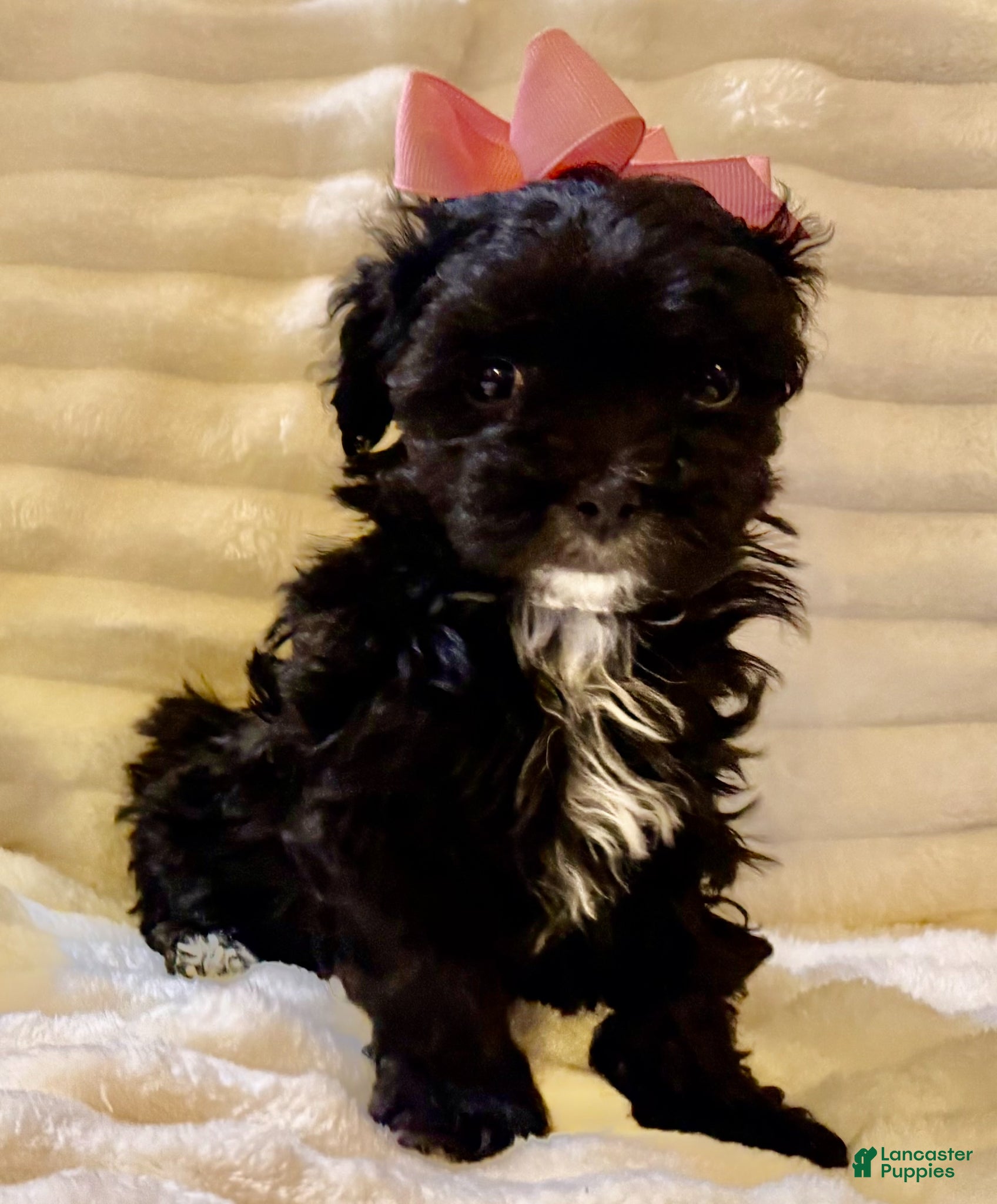 Maltipoo dogs Maltipoo Puppy 3 - Ad 2