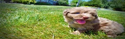 Havapoo dogs for sale: Innocent - Ad 9