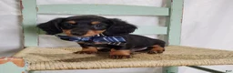 Miniature Dachshund dogs for sale: Kyle - Ad 3