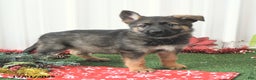 German Shepherd dogs for sale: Awsome - Ad 4