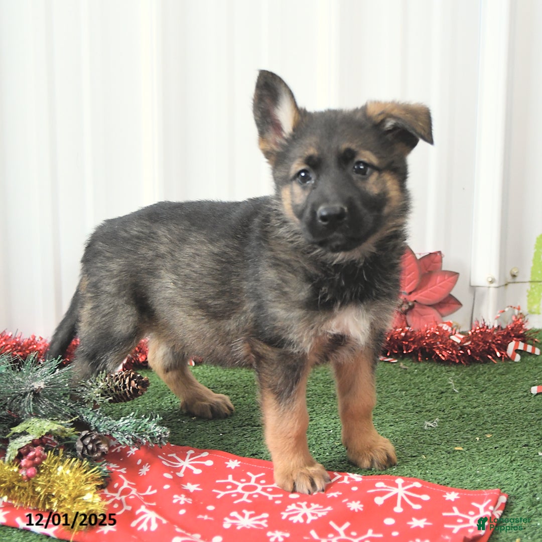 German Shepherd dogs for sale: Awsome - Ad 4