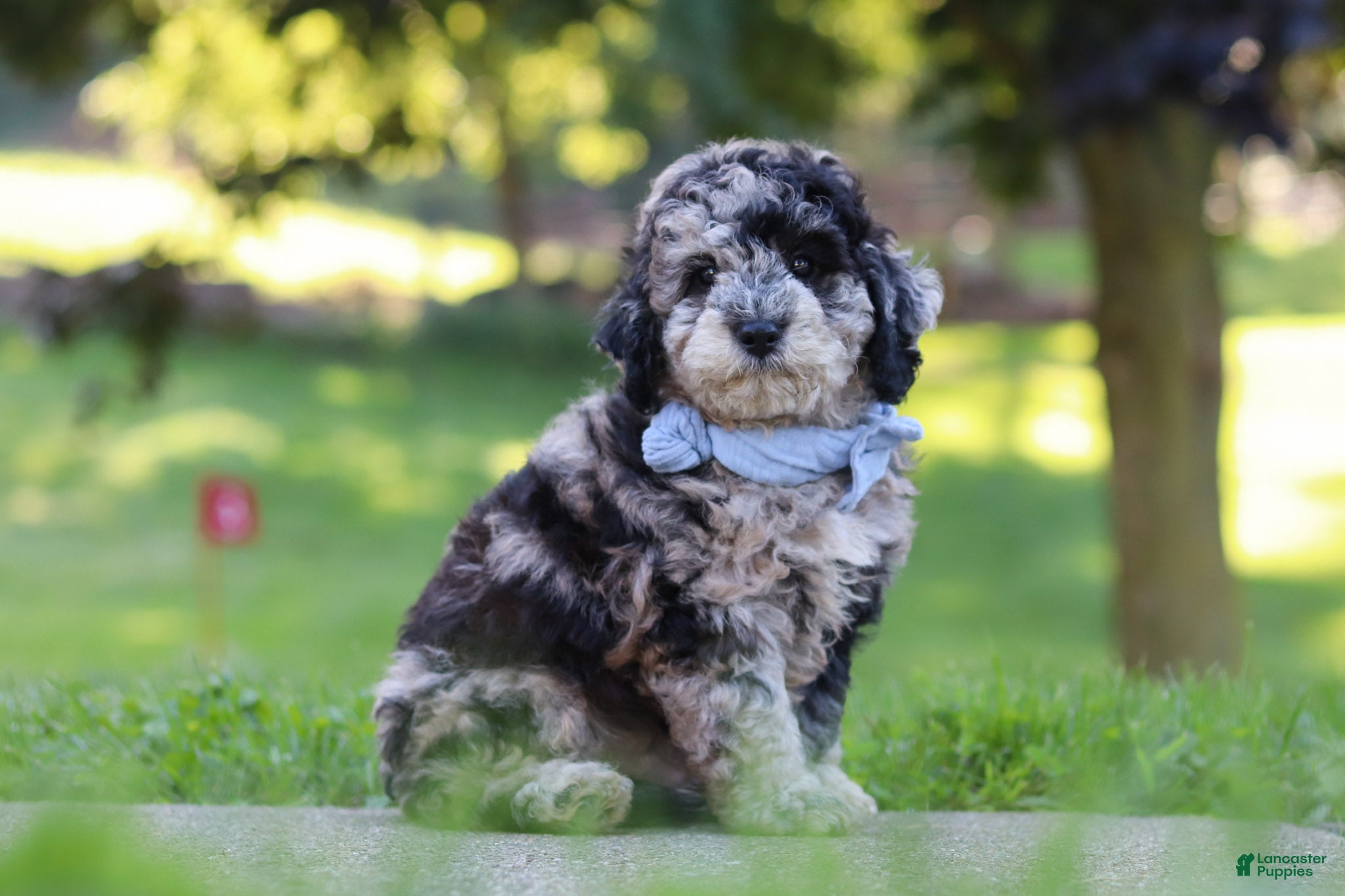 Cavapoo dogs Jonah - Ad 2