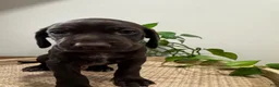 Mixed Breed dogs for sale: Grey - Ad 6