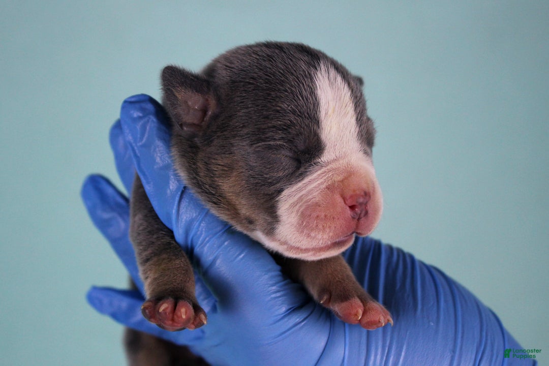 American Bully dogs for sale: Blue Tri Female - Ad 3