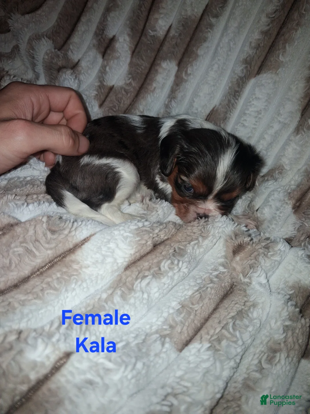 Cavalier King Charles Spaniel dogs for sale: Kala - Ad 1