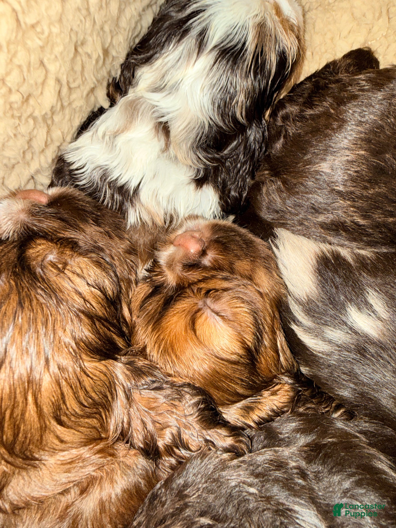 Cavalier King Charles Spaniel dogs Brown n tan Merle - Cavalier King Charles Spaniel Puppy 6 - Ad 1