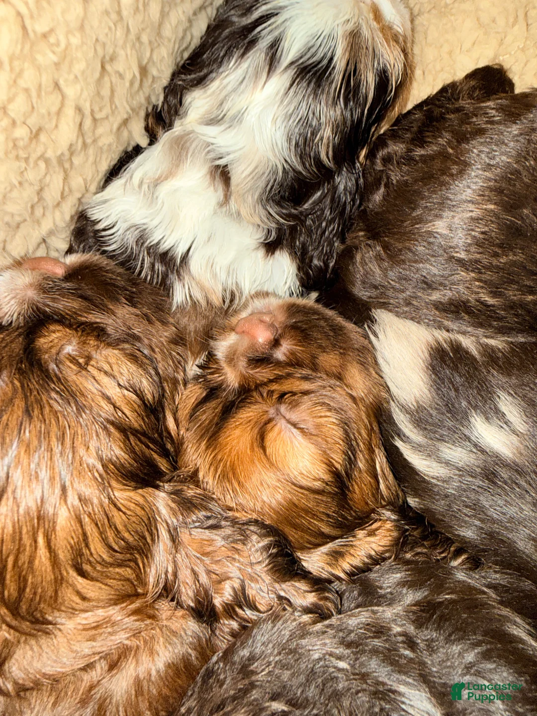 Cavalier King Charles Spaniel dogs for sale: Brown n tan Merle - Cavalier King Charles Spaniel Puppy 6 - Ad 1