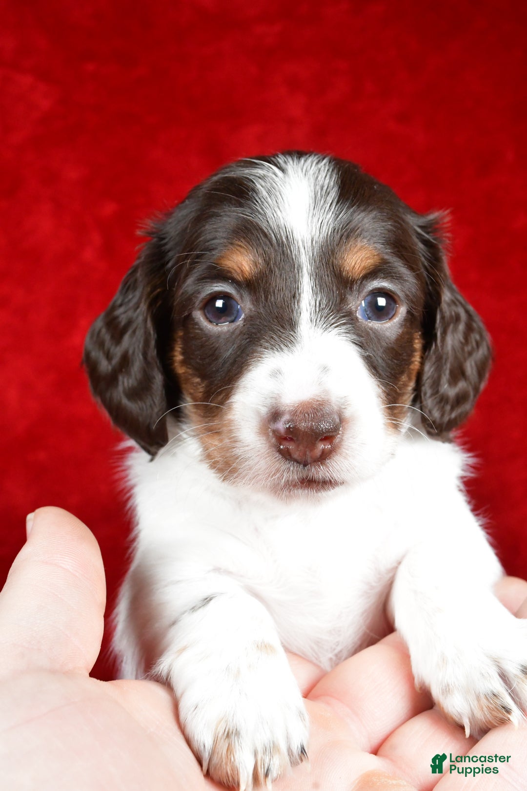 Miniature Dachshund dogs for sale: Chloe - Ad 2