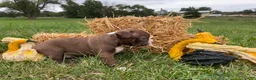Boston Terrier dogs for sale: Gunner - Ad 5