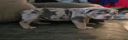Olde English Bulldogge dogs for sale: Baby Girl - Ad 6