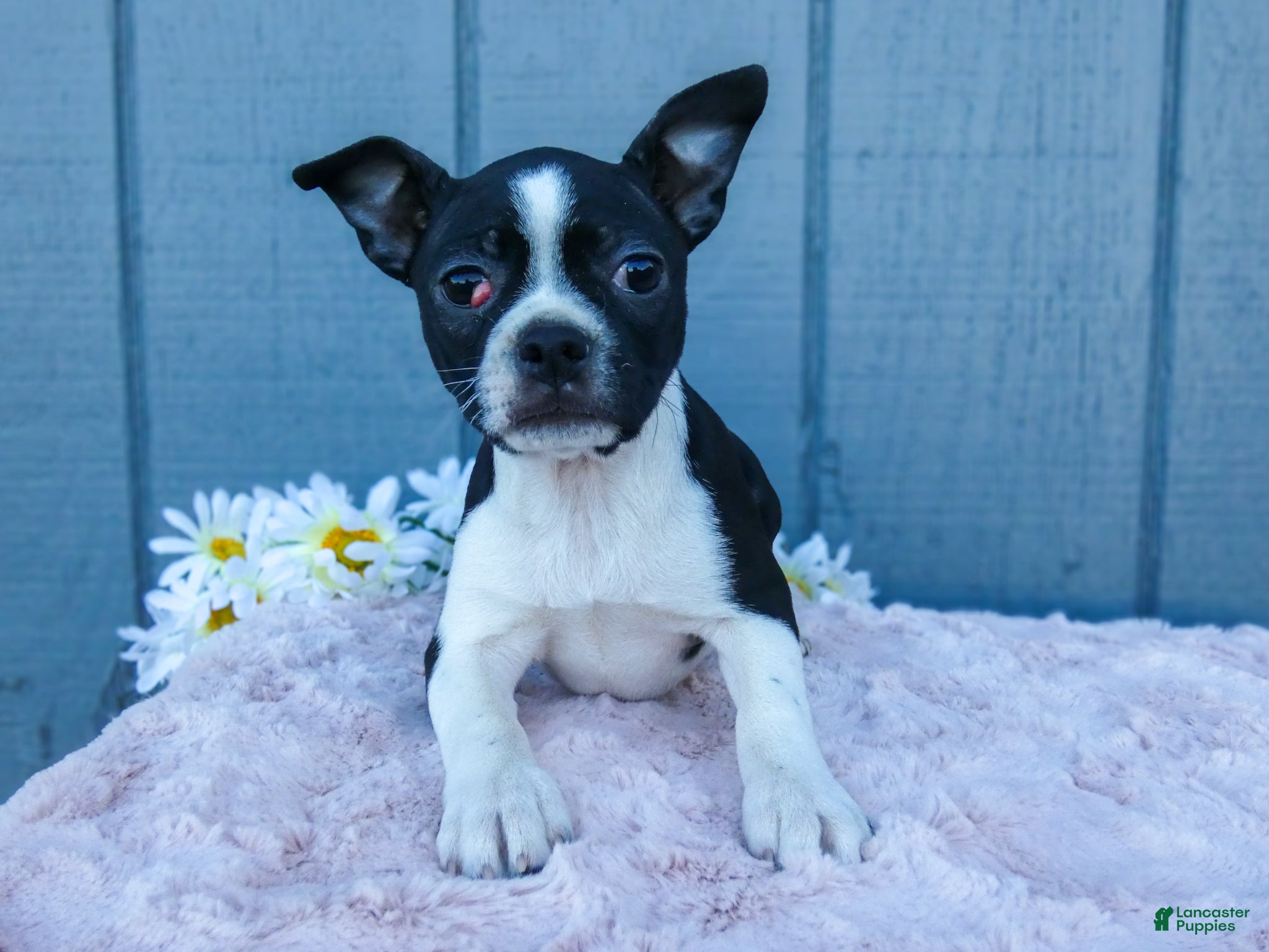 Mixed Breed dogs Sally - Ad 2