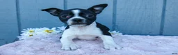 Mixed Breed dogs for sale: Sally - Ad 2