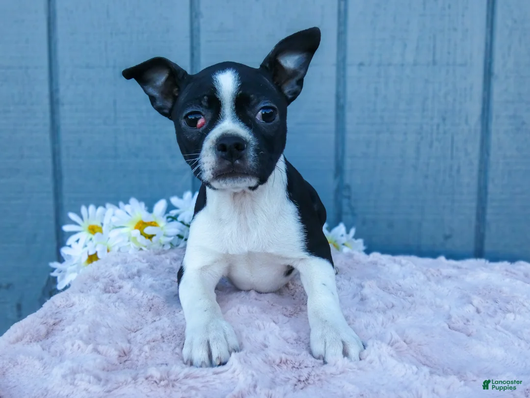 Mixed Breed dogs for sale: Sally - Ad 2