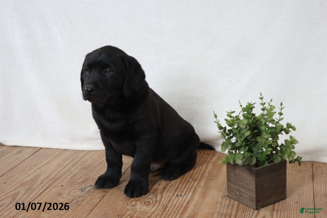 Labrador Retriever dogs for sale: Friskey - Ad 4