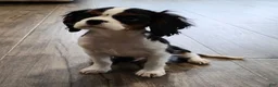 Cavalier King Charles Spaniel dogs for sale: Emerson - Ad 2