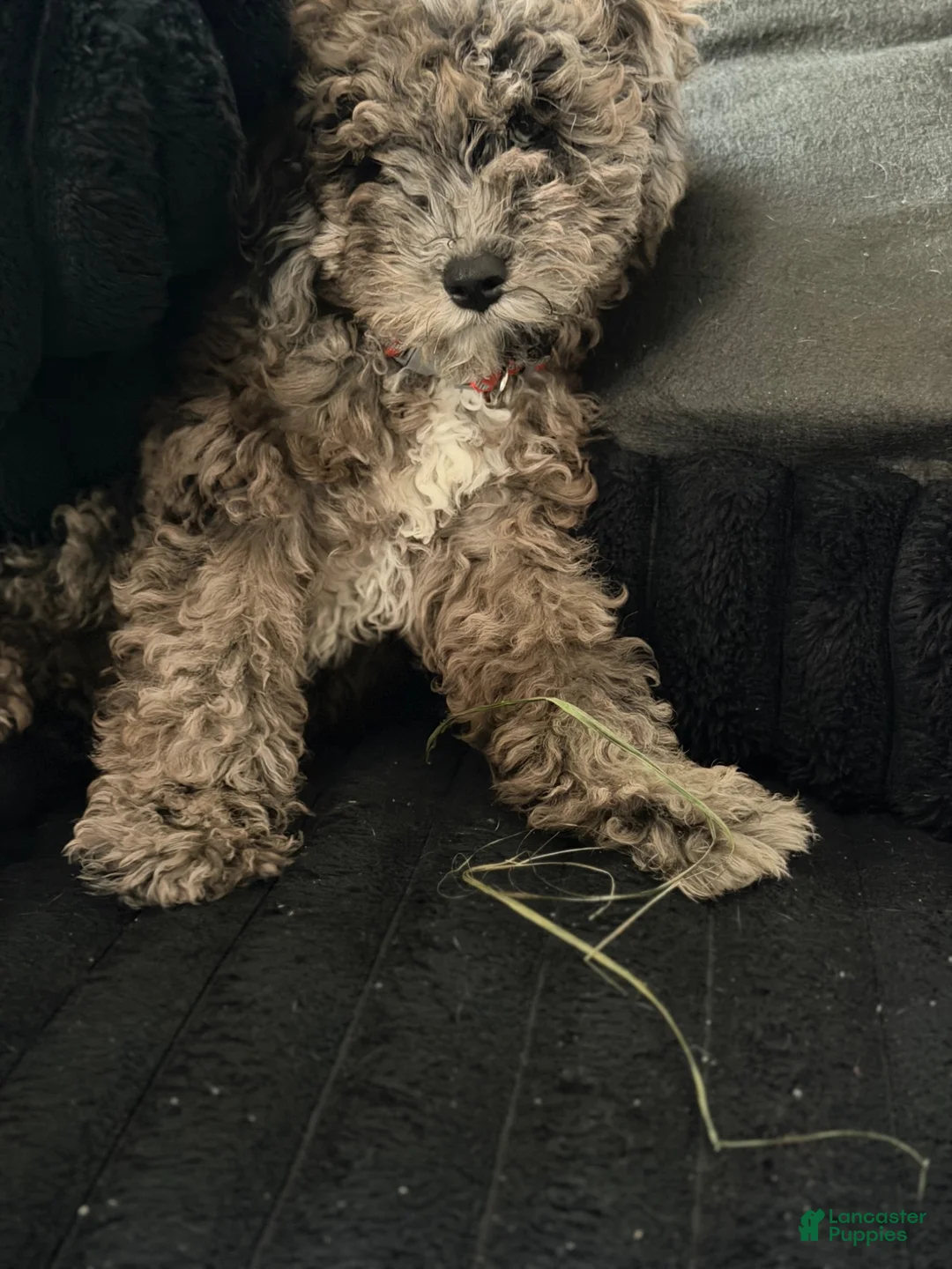 Goldendoodle dogs for sale: Goldendoodle 1 - Ad 4