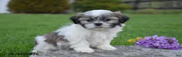 Shih Tzu dogs for sale: Greyson - Ad 1