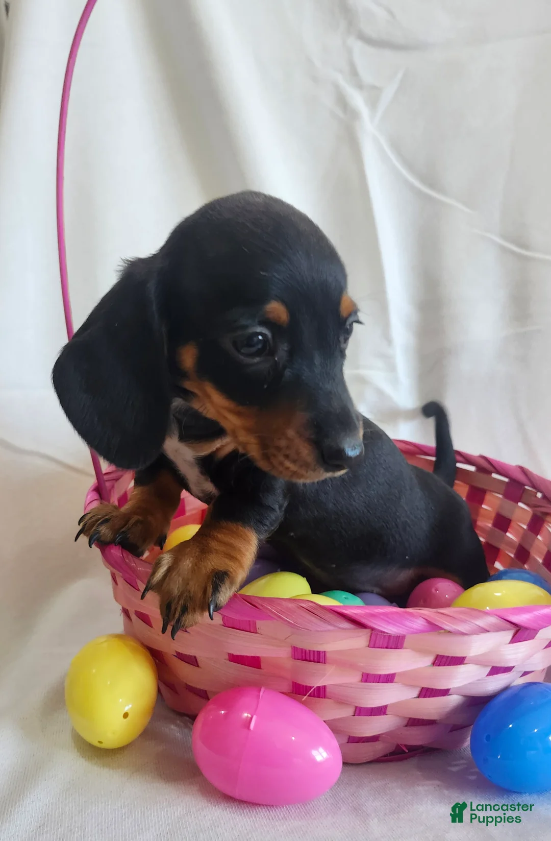 Miniature Dachshund dogs for sale: Lena - Ad 4