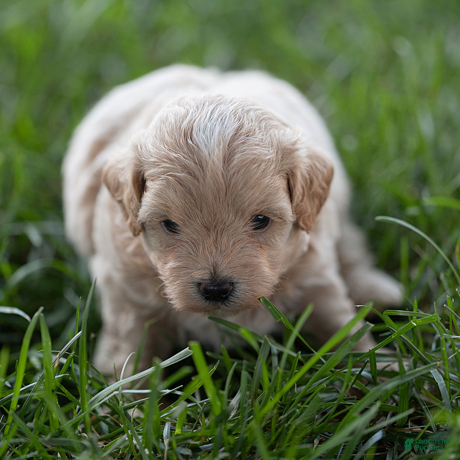 Maltipoo dogs Oscar Maltipoo  - Ad 2
