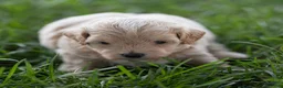 Maltipoo dogs for sale: Oscar Maltipoo  - Ad 2